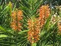 Disney Ginger / Hedychium coccineum 